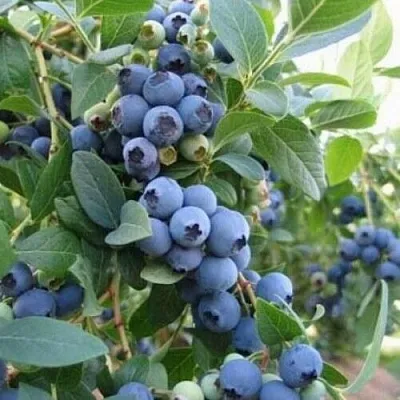 Голубика ЭЛЛИОТ  Голубика ЭЛЛИОТ в Краснодаре