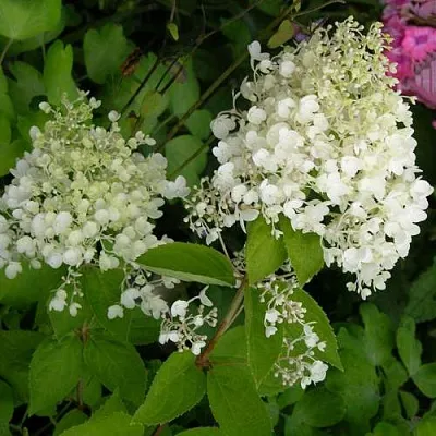 Гортензия ДАРТС ЛИТТЛ ДОТТ метельчатая  Гортензия ДАРТС ЛИТТЛ ДОТТ метельчатая в Краснодаре