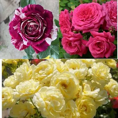 Комплект РОЗОВЫЙ АКЦЕНТ в Краснодаре