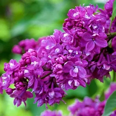 Сирень ОГНИ ДОНБАССА  Сирень ОГНИ ДОНБАССА в Краснодаре