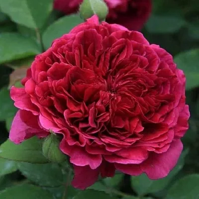 Саженцы роз ТЕСС ОФ ЗЕ ДЭРБЕРВИЛЛЬ английская  Саженцы роз ТЕСС ОФ ЗЕ ДЭРБЕРВИЛЛЬ английская в Краснодаре