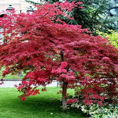 Клен пальмолистный  Клен пальмолистный в Краснодаре