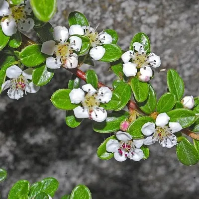 Кизильник ТАНГСТЕДТ горизонтальный   Кизильник ТАНГСТЕДТ горизонтальный  в Краснодаре