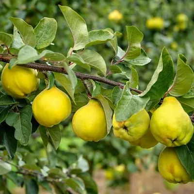 Айва ТРИУМФ в Краснодаре