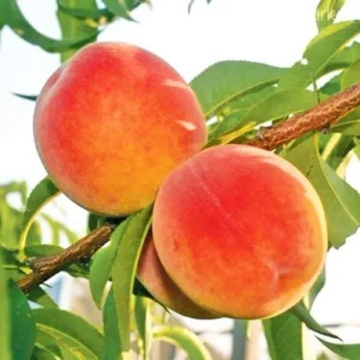 Персик ОНТАРИО в Краснодаре