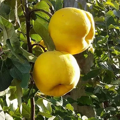 Айва МАРИЯ в Краснодаре