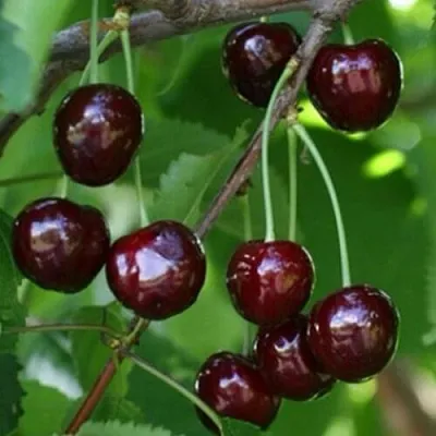 Черешня НАРОДНАЯ в Краснодаре