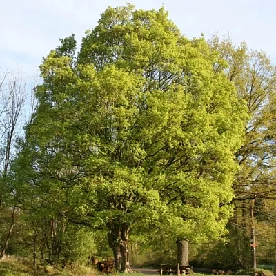 Клен полевой  Клен полевой в Краснодаре