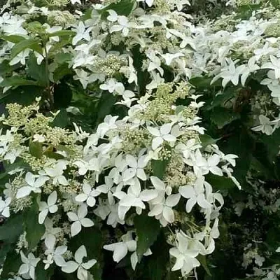 Гортензия МЭДЖИКАЛ СТАРЛАЙТ метельчатая  Гортензия МЭДЖИКАЛ СТАРЛАЙТ метельчатая в Краснодаре