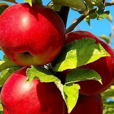 Зимние сорта в Краснодаре