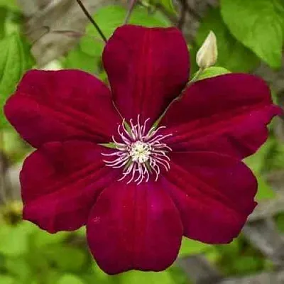 Клематис РУЖ КАРДИНАЛ  Клематис РУЖ КАРДИНАЛ в Краснодаре