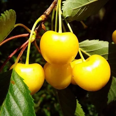 Черешня ЖУРБА в Краснодаре