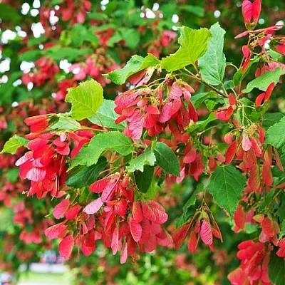 Клен татарский  Клен татарский в Краснодаре