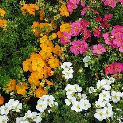 Лапчатка в Краснодаре