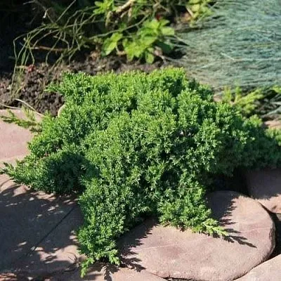 Можжевельник АВАСИ лежачий  Можжевельник АВАСИ лежачий в Краснодаре