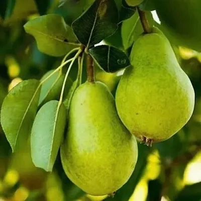 Груша СЕВЕРЯНКА колонновидная  Груша СЕВЕРЯНКА колонновидная в Краснодаре