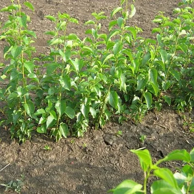 Подвой вишни АНТИПКА в Краснодаре