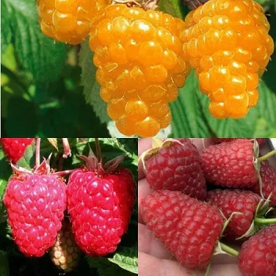 Комплект ЗОЛОТАЯ МАЛИНА в Краснодаре