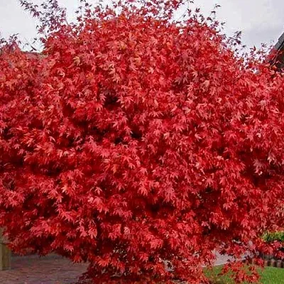 Клен гиннала   Клен гиннала  в Краснодаре