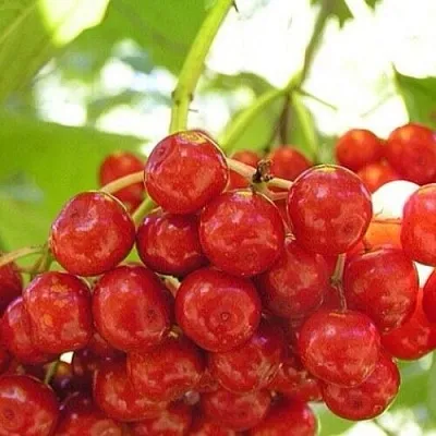 Калина КИЕВСКАЯ САДОВАЯ в Краснодаре