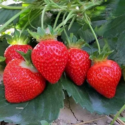 Клубника ТЕА  Клубника ТЕА в Краснодаре