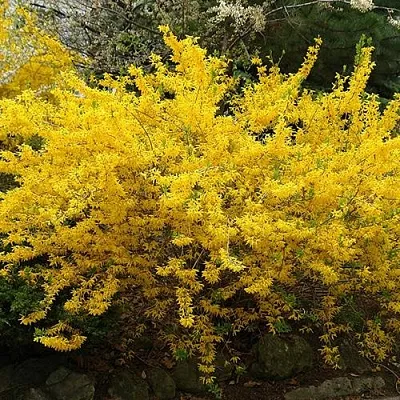 Форзиция ГОЛДЗАУБЕР средняя  Форзиция ГОЛДЗАУБЕР средняя в Краснодаре