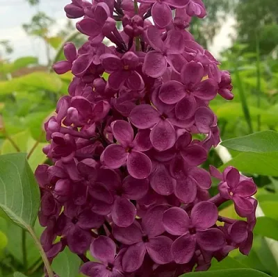 Сирень ИНДИЯ  Сирень ИНДИЯ в Краснодаре