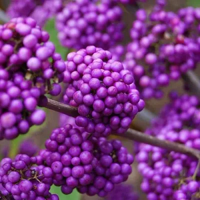 Красивоплодник в Краснодаре