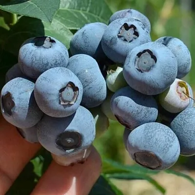 Голубика НЕЛЬСОН  Голубика НЕЛЬСОН в Краснодаре