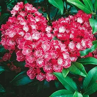 Кальмия КАРДИНАЛ  Кальмия КАРДИНАЛ в Краснодаре