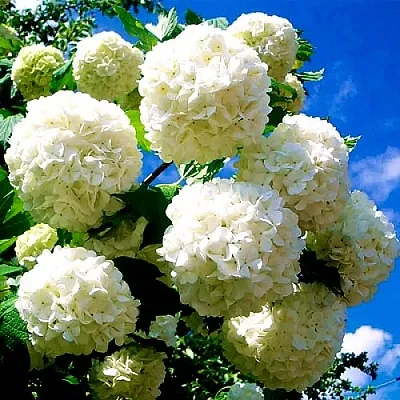 Калина БУЛЬДЕНЕЖ в Краснодаре