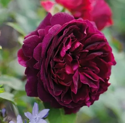 Саженцы роз МАНСТЕД ВУД английская  Саженцы роз МАНСТЕД ВУД английская в Краснодаре