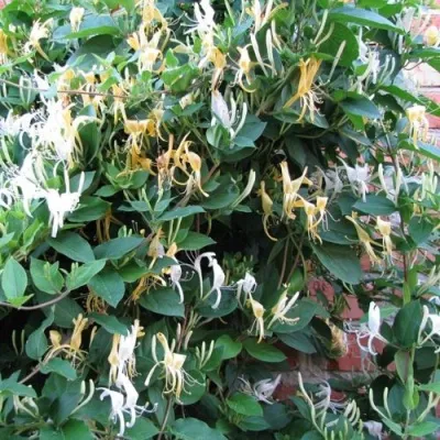 Жимолость ХАЛЛИАНА японская (Хелиана) в Краснодаре