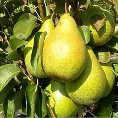 Груша ПАТЕН (ГЛУБОКСКАЯ) в Краснодаре