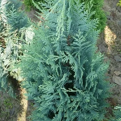 Кипарисовик КОЛУМНАРИС лавсона  Кипарисовик КОЛУМНАРИС лавсона в Краснодаре