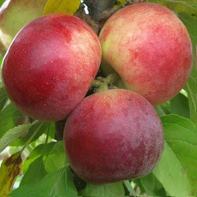 Яблоня БАЛЕРИНА ФЛАМЕНКО колонновидная  Яблоня БАЛЕРИНА ФЛАМЕНКО колонновидная в Краснодаре