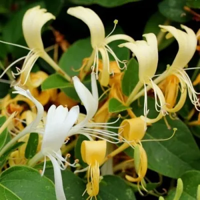 Жимолость ХАЛЛИАНА японская (Хелиана) в Краснодаре