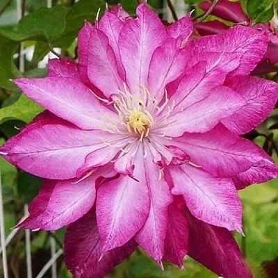 Клематис КАЕН  Клематис КАЕН в Краснодаре