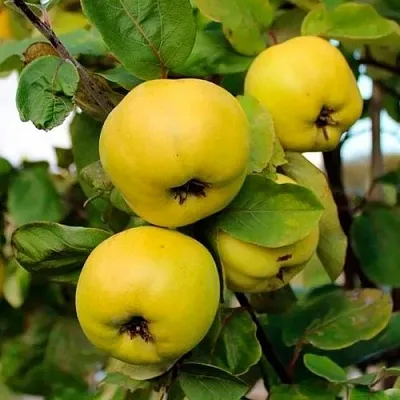 Айва ЯБЛОКОВИДНАЯ в Краснодаре