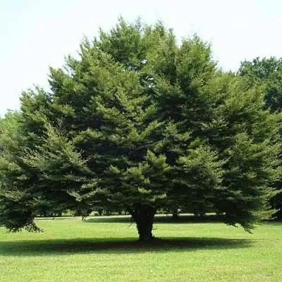 Бук обыкновенный  Бук обыкновенный в Краснодаре