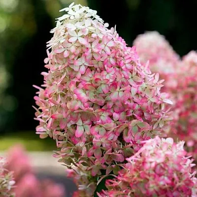 Гортензия РОЯЛ ФЛОВЕР метельчатая  Гортензия РОЯЛ ФЛОВЕР метельчатая в Краснодаре