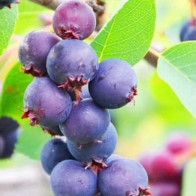 Ирга СМОУКИ  Ирга СМОУКИ в Краснодаре