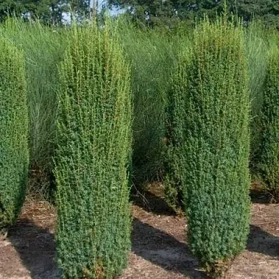 Можжевельник ХИБЕРНИКА обыкновенный  Можжевельник ХИБЕРНИКА обыкновенный в Краснодаре