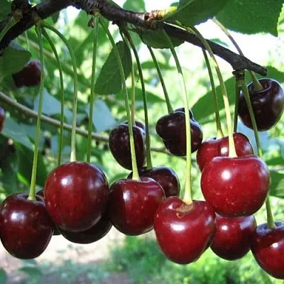 Вишня БЫСТРИНКА  Вишня БЫСТРИНКА в Краснодаре