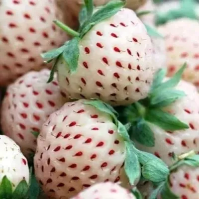 Клубника АНАНАСА ремонтантная в Краснодаре