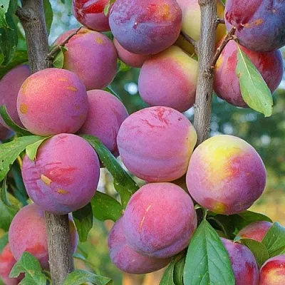 Слива КОЛОННОВИДНАЯ  Слива КОЛОННОВИДНАЯ в Краснодаре