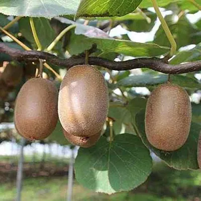 Актинидия ЗАКАРПАТЬЕ деликатесная в Краснодаре