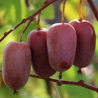 Актинидия ПУРПУРНО САДОВАЯ  аргута в Краснодаре