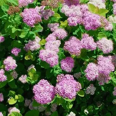 Спирея ПИНК СПАРКЛЕР  Спирея ПИНК СПАРКЛЕР в Краснодаре