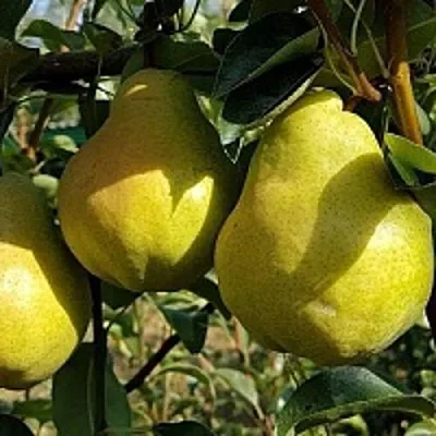 Груша СОКРОВИЩЕ в Краснодаре